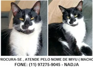 Gato raça SRD-ViraLata idade 1 ano nome Miyu