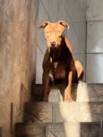 Scooby