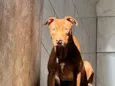 Scooby