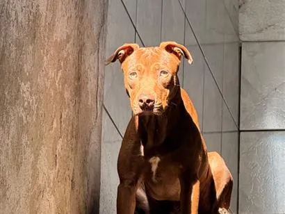 Cachorro raça SRD-ViraLata idade 7 a 11 meses nome Scooby
