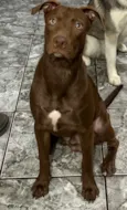 Scooby