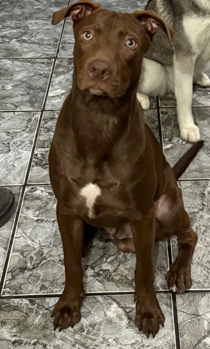 Cachorro raça SRD-ViraLata idade 7 a 11 meses nome Scooby