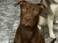 Scooby