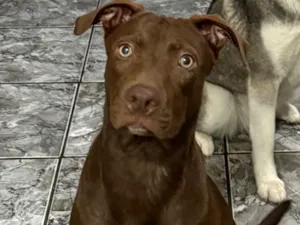 Cachorro raça SRD-ViraLata idade 7 a 11 meses nome Scooby
