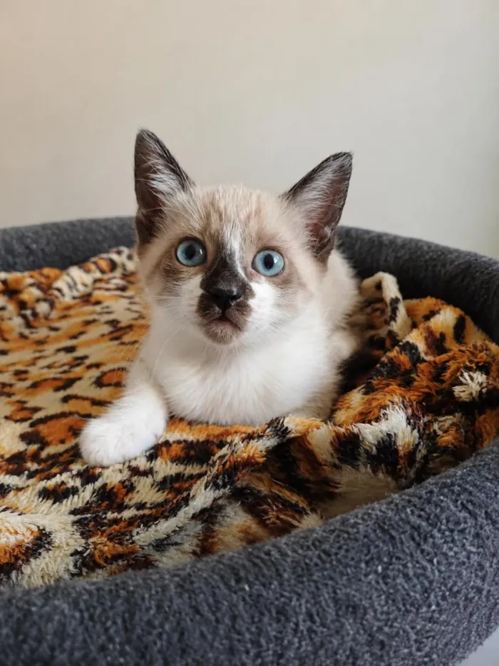 Gato raça SRD-ViraLata idade 2 a 6 meses nome Nina