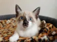 Nina