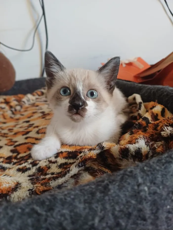 Gato raça SRD-ViraLata idade 2 a 6 meses nome Nina