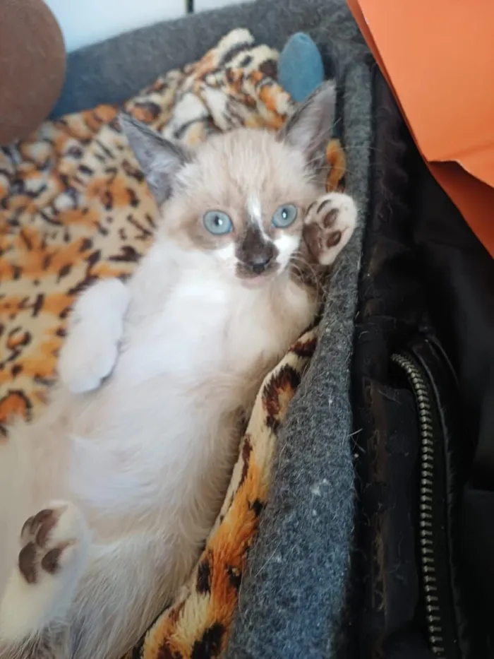 Gato raça SRD-ViraLata idade 2 a 6 meses nome Nina