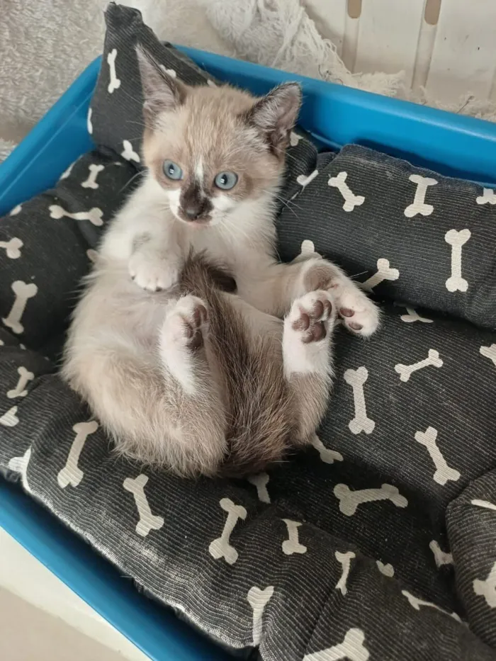 Gato raça SRD-ViraLata idade 2 a 6 meses nome Nina
