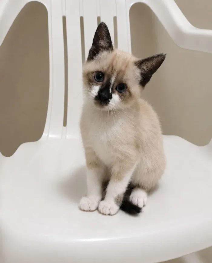 Gato raça SRD-ViraLata idade 2 a 6 meses nome Nina