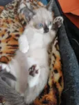 Nina