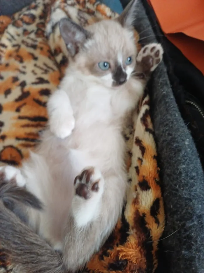 Gato raça SRD-ViraLata idade 2 a 6 meses nome Nina