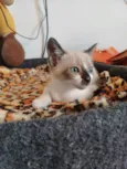 Nina