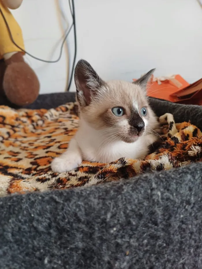 Gato raça SRD-ViraLata idade 2 a 6 meses nome Nina