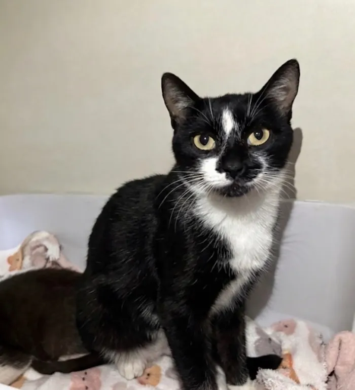 Gato raça SRD-ViraLata idade 7 a 11 meses nome Estrela