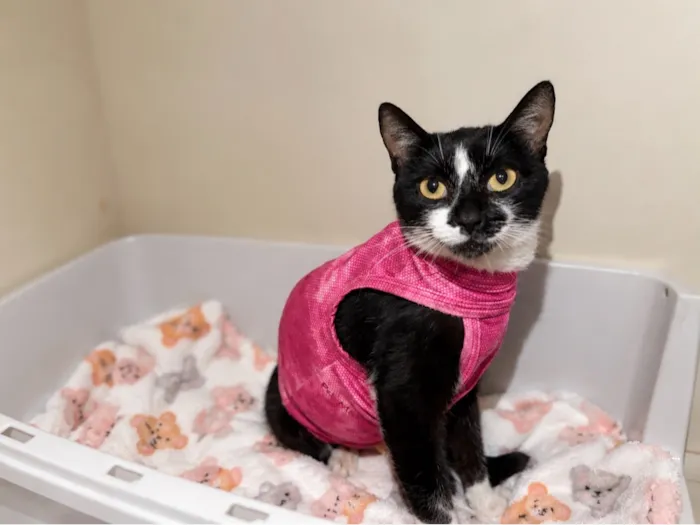 Gato raça SRD-ViraLata idade 7 a 11 meses nome Estrela