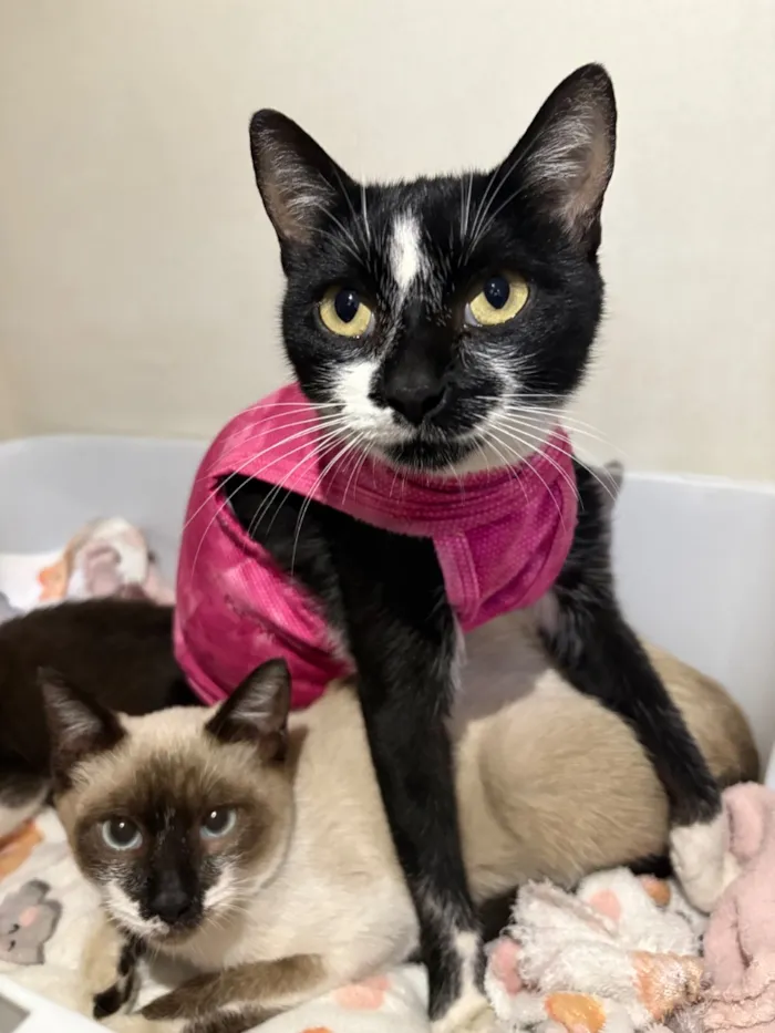 Gato raça SRD-ViraLata idade 7 a 11 meses nome Estrela