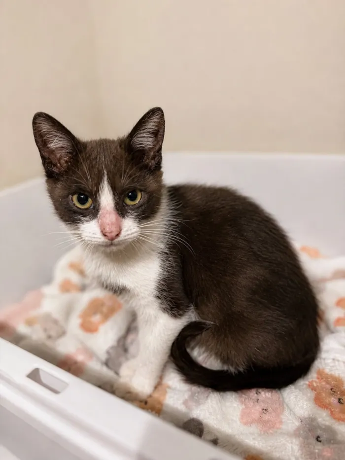 Gato raça SRD-ViraLata idade 2 a 6 meses nome Lua