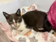 Lua