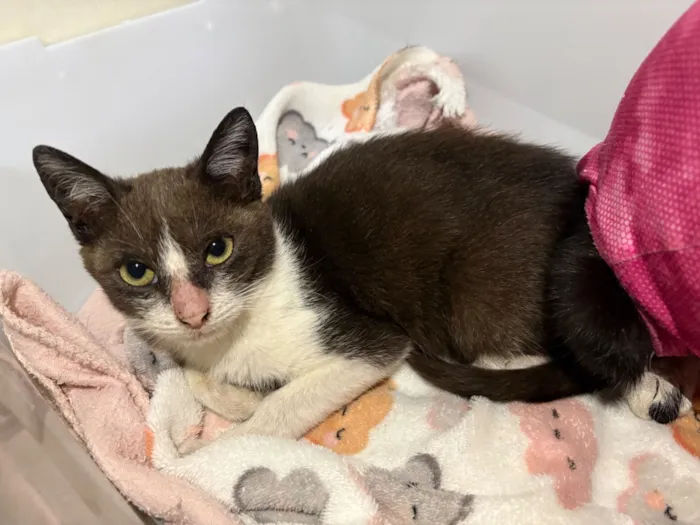 Gato raça SRD-ViraLata idade 2 a 6 meses nome Lua