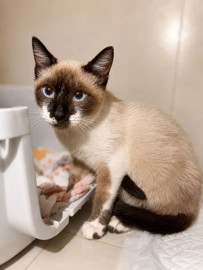 Gato raça Siamês idade 2 a 6 meses nome Sol