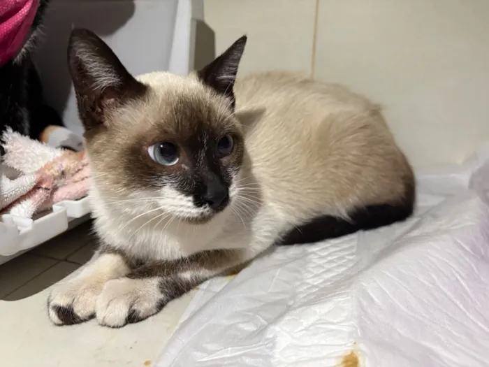 Gato raça Siamês idade 2 a 6 meses nome Sol