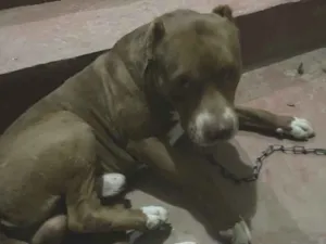 Cachorro raça Pit-Bull idade 1 ano nome Max