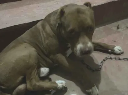 Cachorro raça Pit-Bull idade 1 ano nome Max