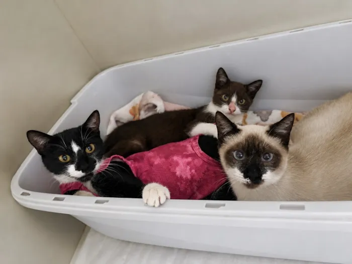 Gato raça SRD-ViraLata idade 7 a 11 meses nome Sol, Lua e estrela 
