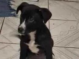 Cachorro raça SRD-ViraLata idade 2 a 6 meses nome Luther