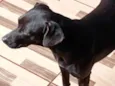 princesa e estrela 