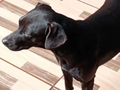 Cachorro raça SRD-ViraLata idade 1 ano nome princesa e estrela 