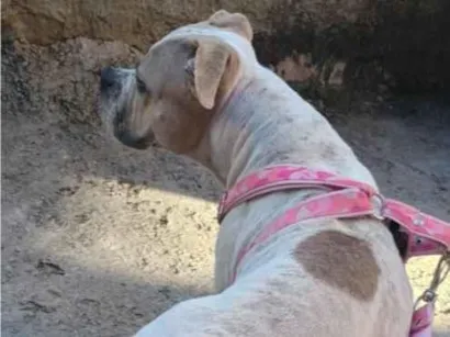 Cachorro raça Pit-Bull idade 3 anos nome Kiara 