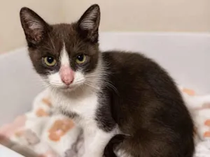 Gato raça SRD-ViraLata idade 2 a 6 meses nome Lua