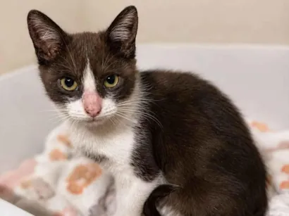 Gato raça SRD-ViraLata idade 2 a 6 meses nome Lua