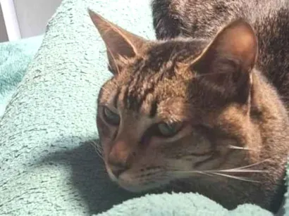 Gato raça  idade 7 a 11 meses nome Filho