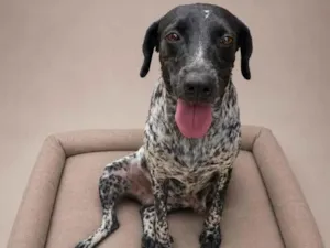 Cachorro raça SRD-ViraLata idade 1 ano nome SRDs 1
