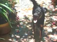Pipoca
