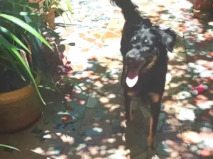 Cachorro raça SRD-ViraLata idade 1 ano nome Pipoca