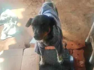Cachorro raça SRD-ViraLata idade 3 anos nome paçoca 