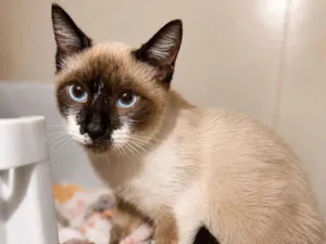 Gato raça Siamês idade 2 a 6 meses nome Sol
