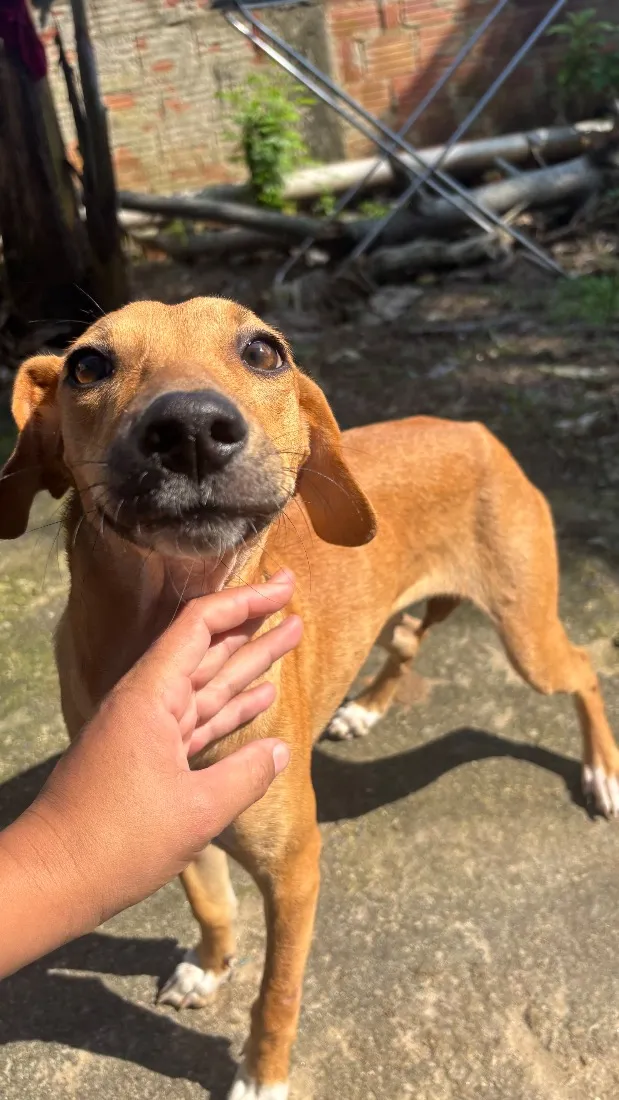 Cachorro raça SRD-ViraLata idade 7 a 11 meses nome Julieta