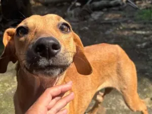 Cachorro raça SRD-ViraLata idade 7 a 11 meses nome Julieta