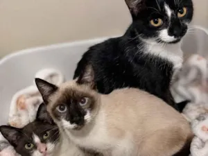 Gato raça SRD-ViraLata idade 7 a 11 meses nome Sol, Lua e estrela 