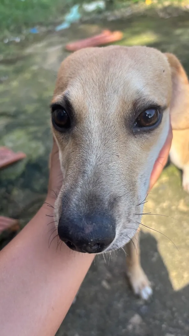 Cachorro raça SRD-ViraLata idade 7 a 11 meses nome Romeu