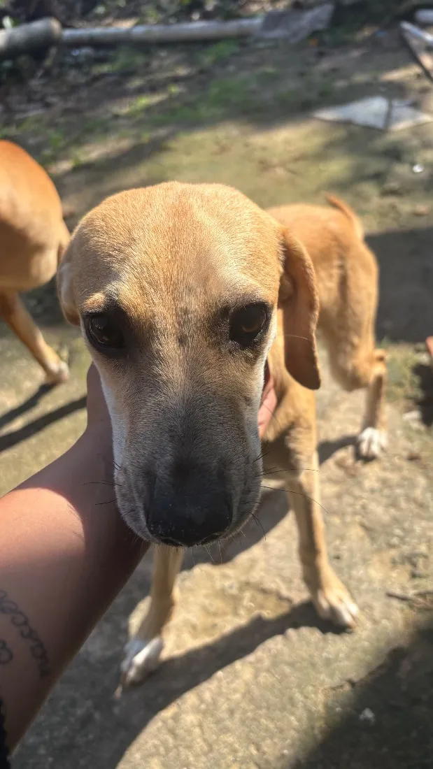 Cachorro raça SRD-ViraLata idade 7 a 11 meses nome Romeu