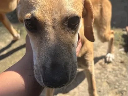 Cachorro raça SRD-ViraLata idade 7 a 11 meses nome Romeu