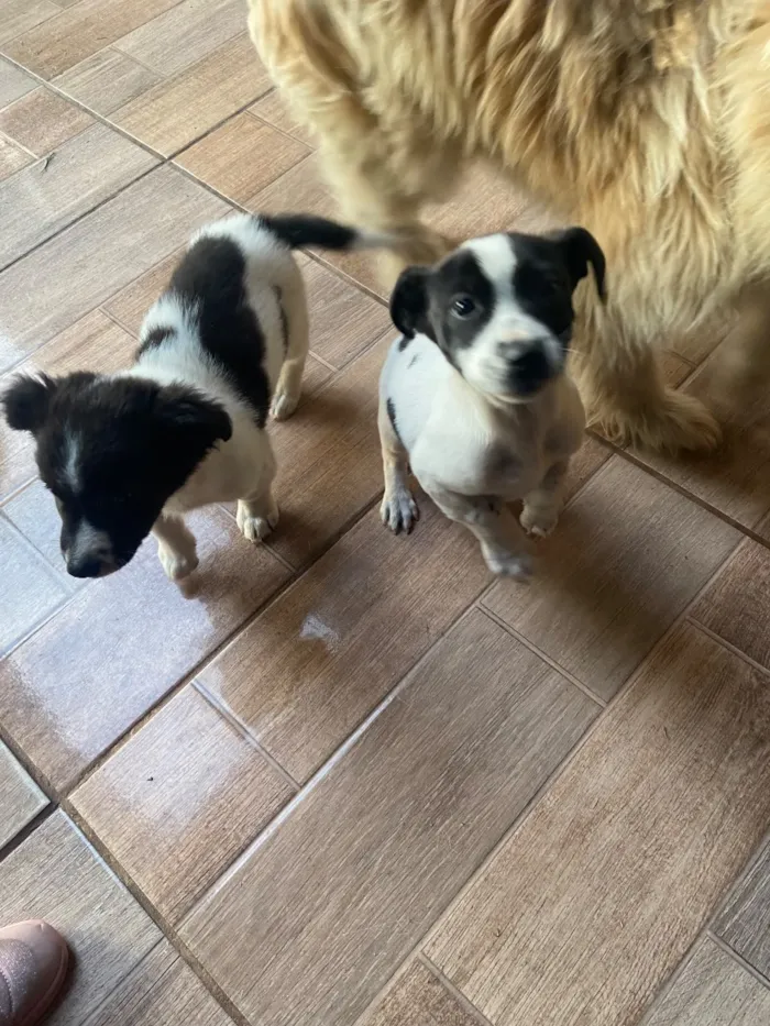 Cachorro raça SRD-ViraLata idade 2 a 6 meses nome Não tem nome 