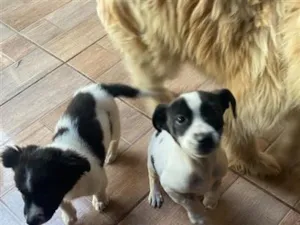 Cachorro raça SRD-ViraLata idade 2 a 6 meses nome Não tem nome 