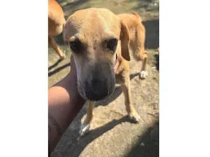 Cachorro raça SRD-ViraLata idade 7 a 11 meses nome Romeu